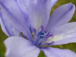Babiana bainesii stamens and styles